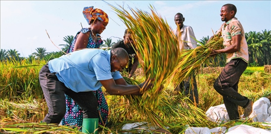 2018 年，中國農(nóng)業(yè)專家組在布隆迪布班扎省吉漢加縣設(shè)立首個水稻減貧示范村。圖為當(dāng)?shù)剞r(nóng)戶在稻田里給雜交水稻脫粒（2023 年 6 月 20 日攝） 韓旭攝 / 本刊