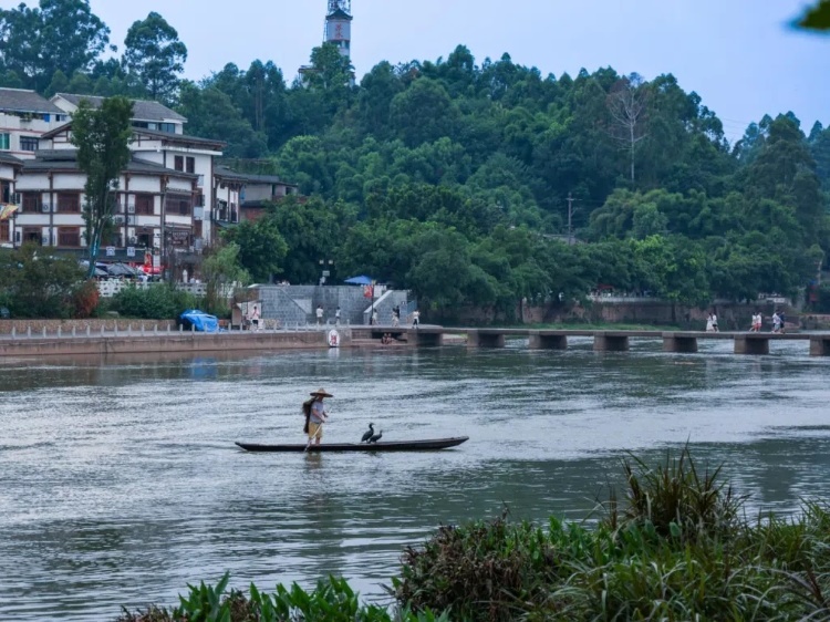 蘇稽古鎮(zhèn)的漁民在進行魚鷹捕魚表演。本報記者 伊霄攝