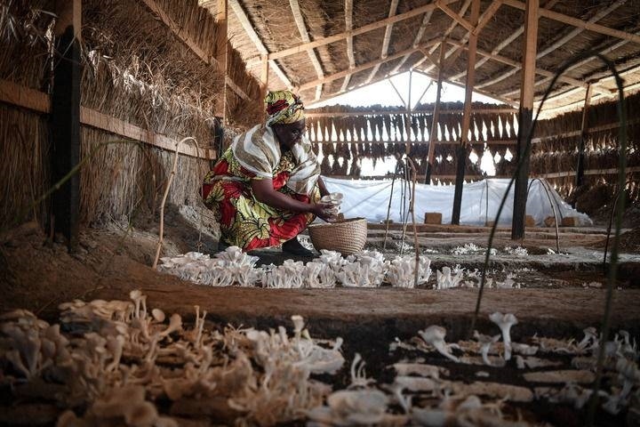 2024年2月6日，在中非共和國達(dá)馬拉，法蒂瑪在菇棚內(nèi)收獲菌草菇。2022年，法蒂瑪在聽說中國菌草專家在班吉傳授技術(shù)后主動前往學(xué)習(xí)，從一間小菌棚起步，逐漸擴(kuò)大為如今小有名氣的合作社。新華社記者 韓旭 攝