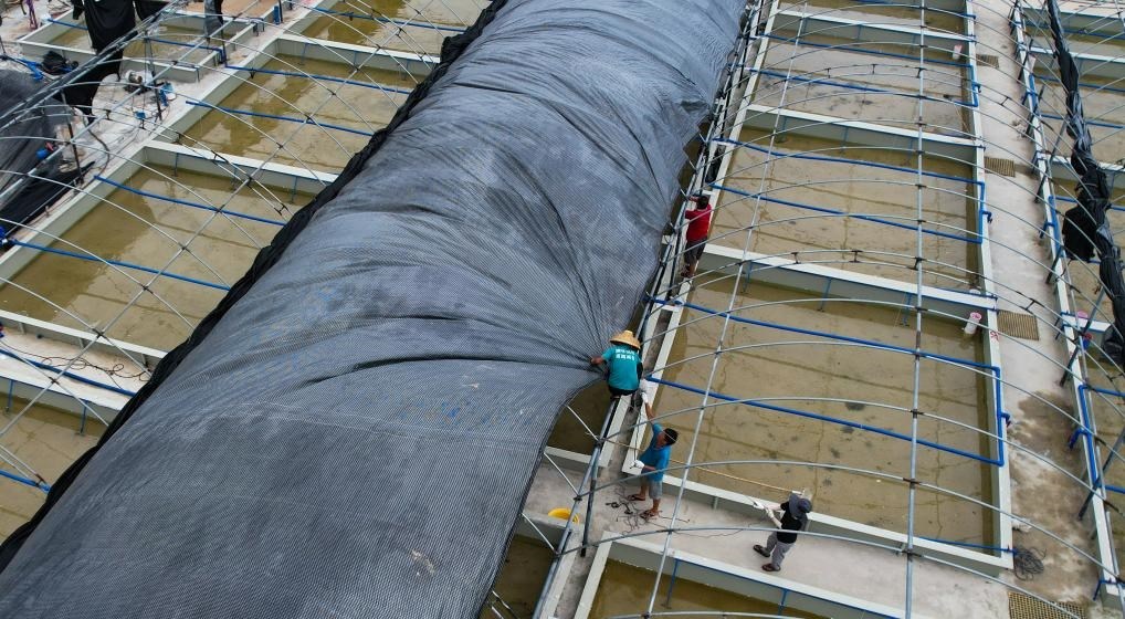 在文昌市翁田鎮(zhèn)的海興農翁田蝦苗場，工人重新鋪設頂棚。無人機照片，新華社記者楊冠宇 攝