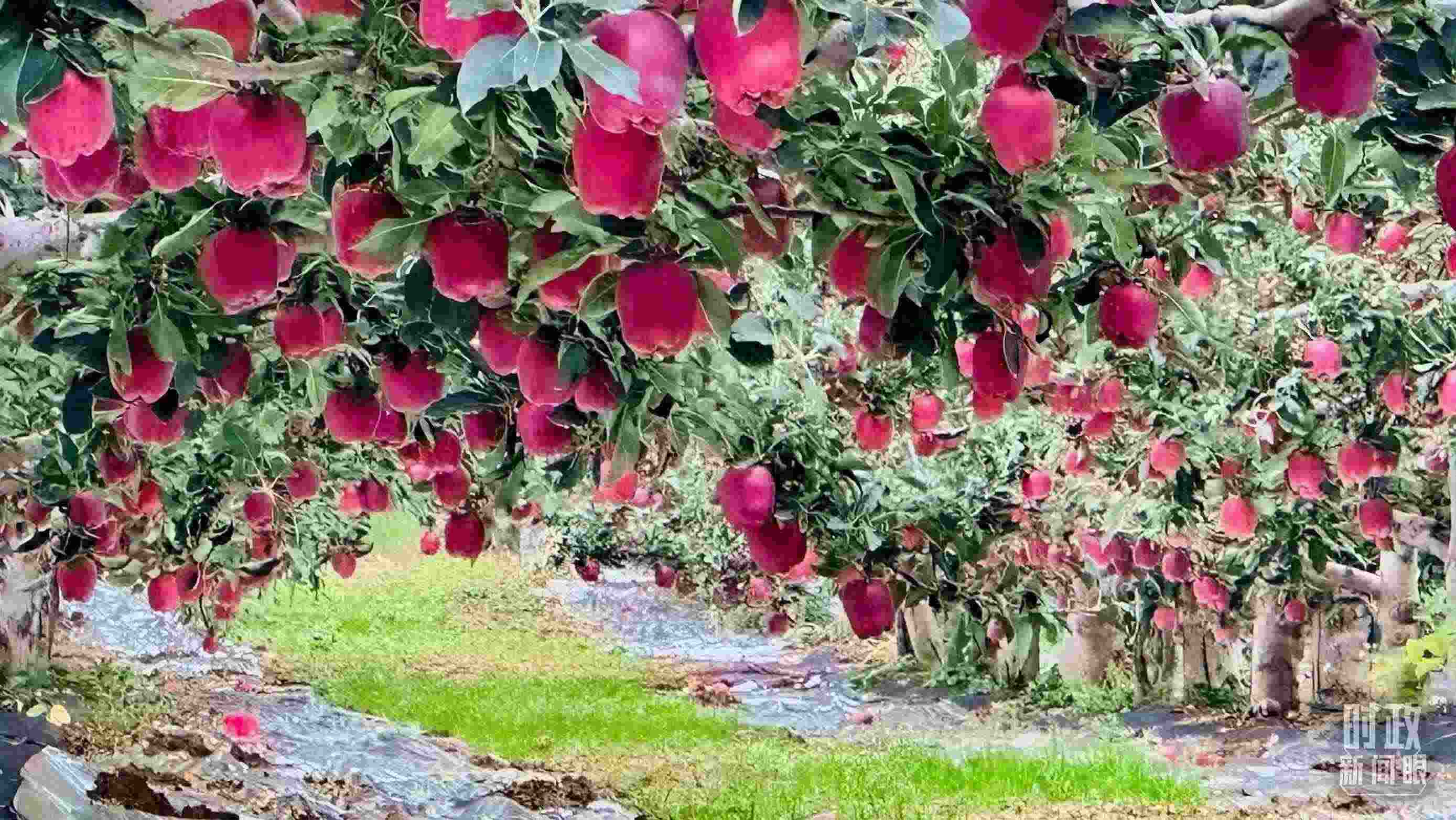 △ 麥積區(qū)南山花牛蘋果基地。（總臺(tái)央視記者范一鳴拍攝）
