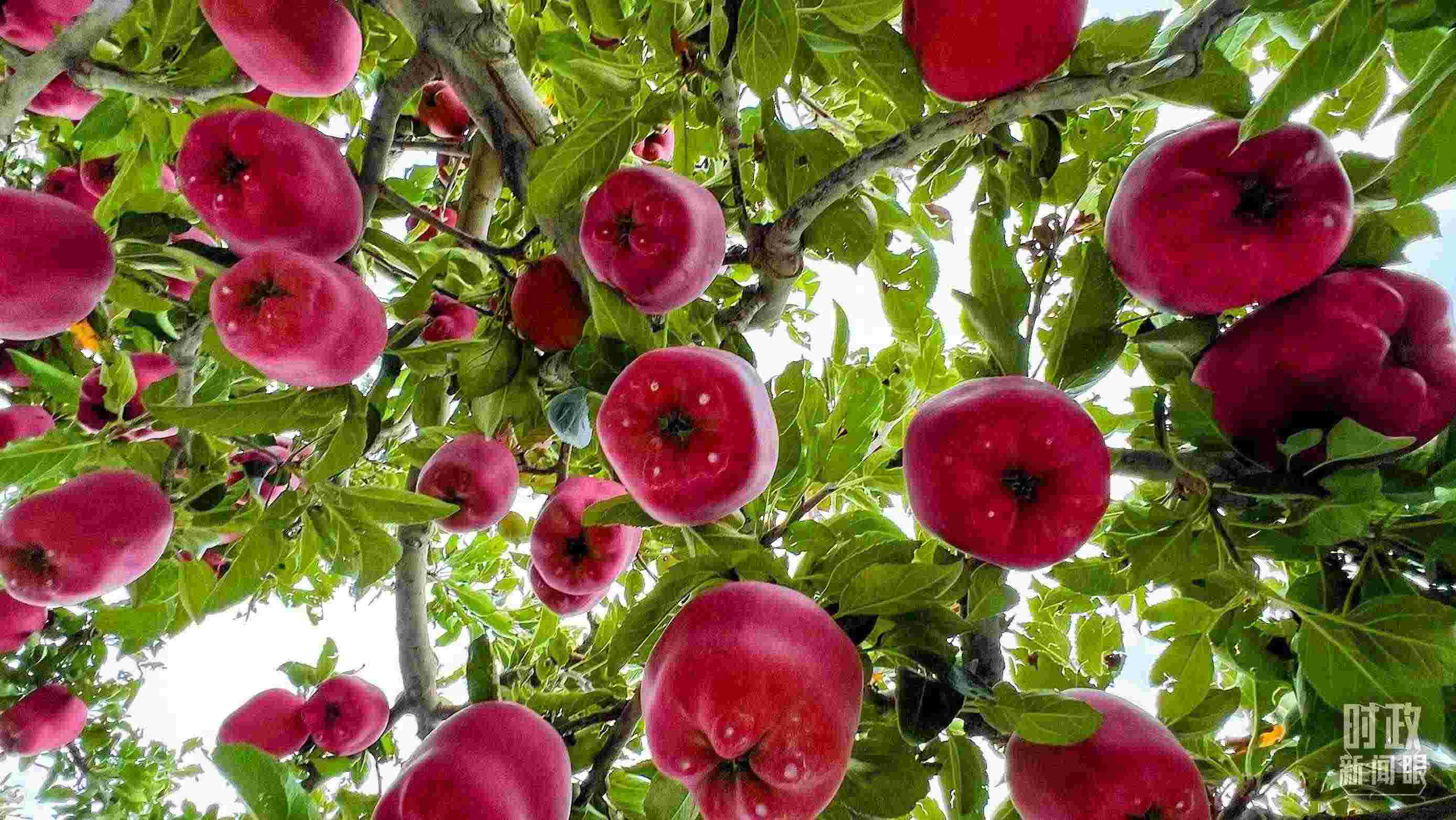 △ 麥積區(qū)南山花牛蘋果基地。（總臺(tái)央視記者程鋮拍攝）