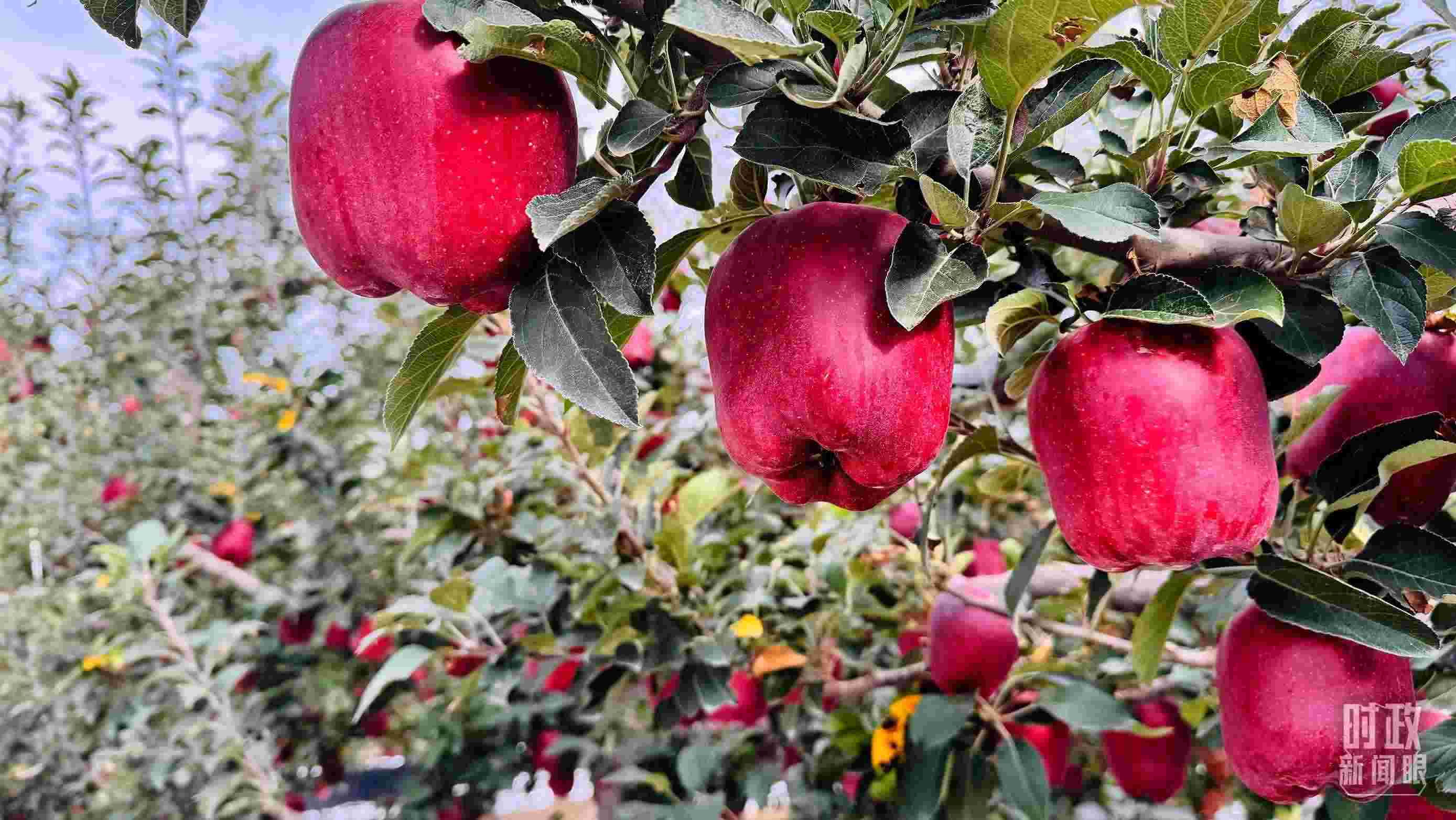 △ 麥積區(qū)南山花牛蘋果基地。（總臺(tái)央視記者黎兵拍攝）