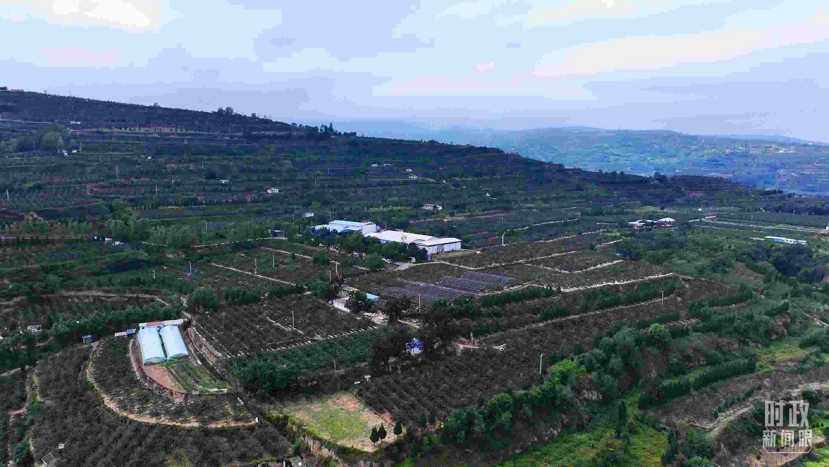 △ 麥積區(qū)南山花牛蘋果基地。（總臺(tái)央視記者范凱拍攝）