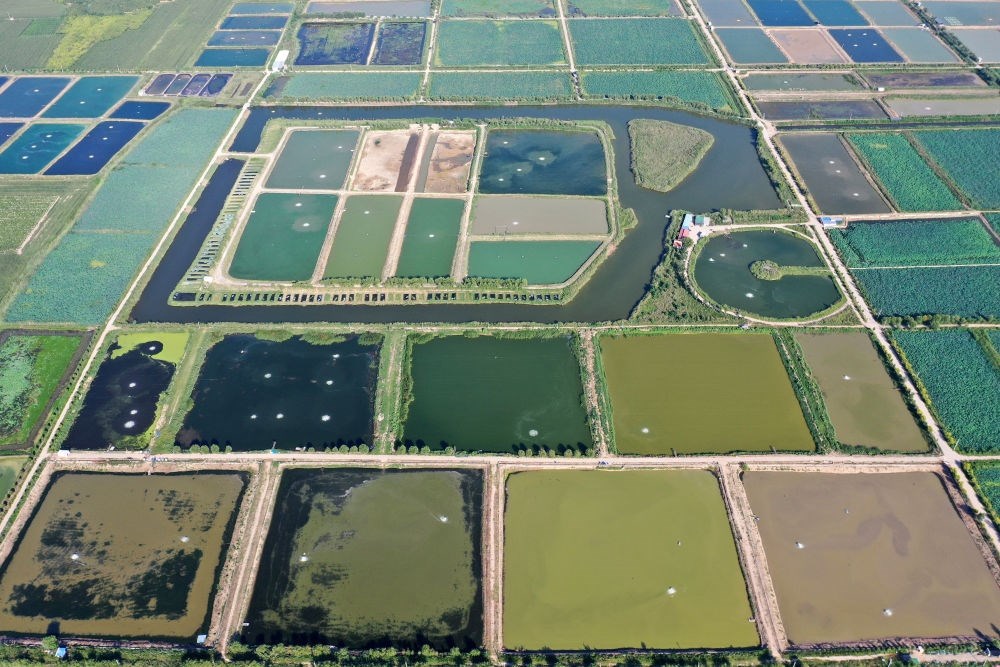 2024年8月13日在山西省臨猗縣薛公村拍攝的蟹塘（無人機照片）。薛公村位于黃河岸邊，有5000多畝黃河灘涂和近5000畝荒溝。當(dāng)?shù)赝ㄟ^將荒溝和灘涂進行整合，發(fā)展特色水產(chǎn)養(yǎng)殖，讓守著黃河水、住在黃河灘的薛公村村民有了新的致富路。
