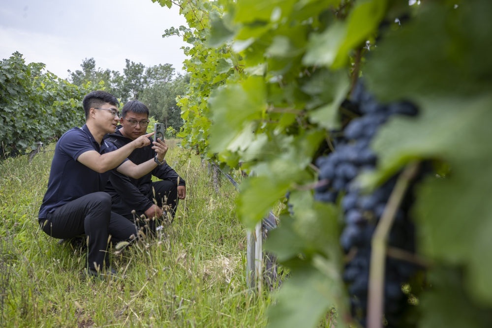 2024年8月15日，技術(shù)人員（左）和工作人員在寧夏銀川市西夏區(qū)的一個葡萄園工作。為推動黃河流域生態(tài)保護和高質(zhì)量發(fā)展先行區(qū)建設(shè)，銀川市積極打造高標(biāo)準(zhǔn)葡萄園，借助各種傳感器監(jiān)測釀酒葡萄的生長狀態(tài)，實現(xiàn)精準(zhǔn)灌溉，從而高效節(jié)約黃河水。