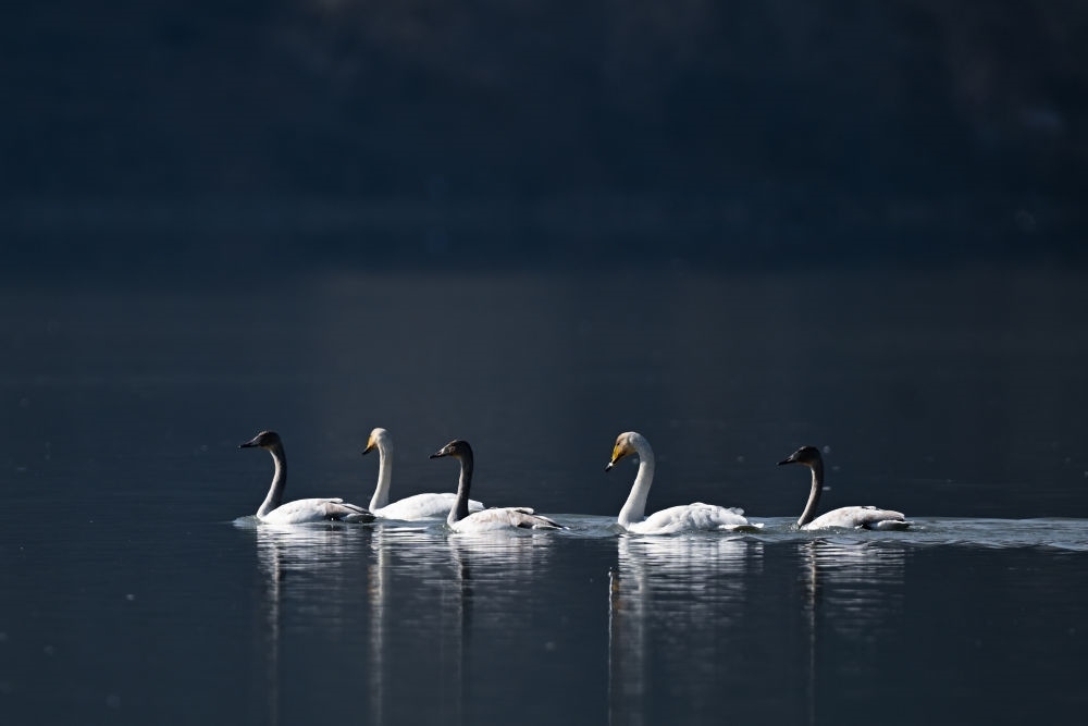 2023年11月30日，天鵝在青海省海東市化隆回族自治縣群科鎮(zhèn)境內(nèi)的黃河上游弋。近年來，青海省加大力度保護治理境內(nèi)黃河流域，改善當(dāng)?shù)厣鷳B(tài)環(huán)境，為越冬候鳥提供良好棲息地。