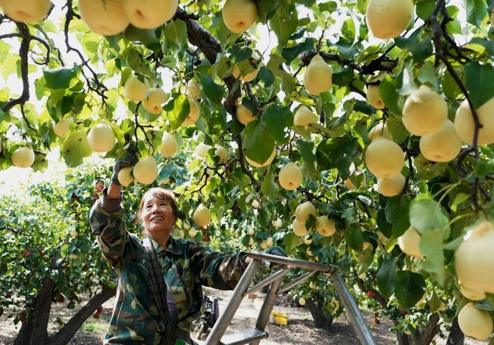 9月13日，河北省晉州市的農民在果園采摘鴨梨。新華社記者楊世堯 攝