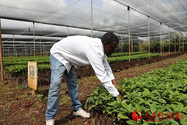 農(nóng)場協(xié)調(diào)員艾哈邁德·耶曼正在檢查咖啡幼苗。人民網(wǎng)記者 沈小曉攝