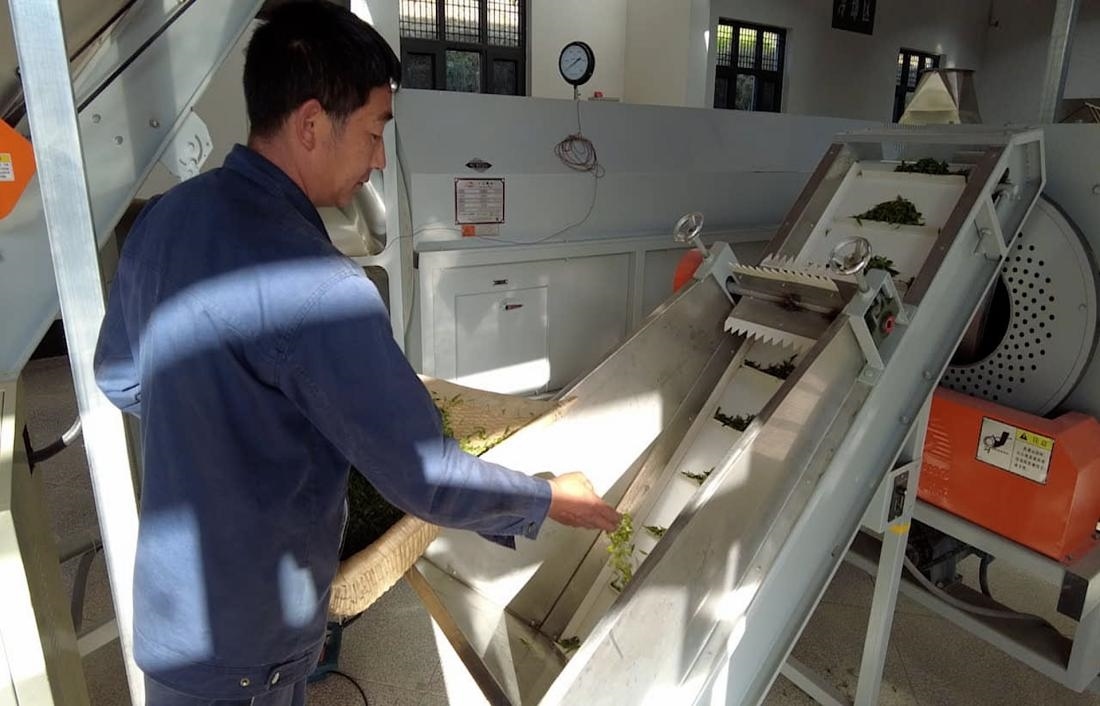  茶廠工人正在查看茶青質(zhì)量。 受訪者供圖