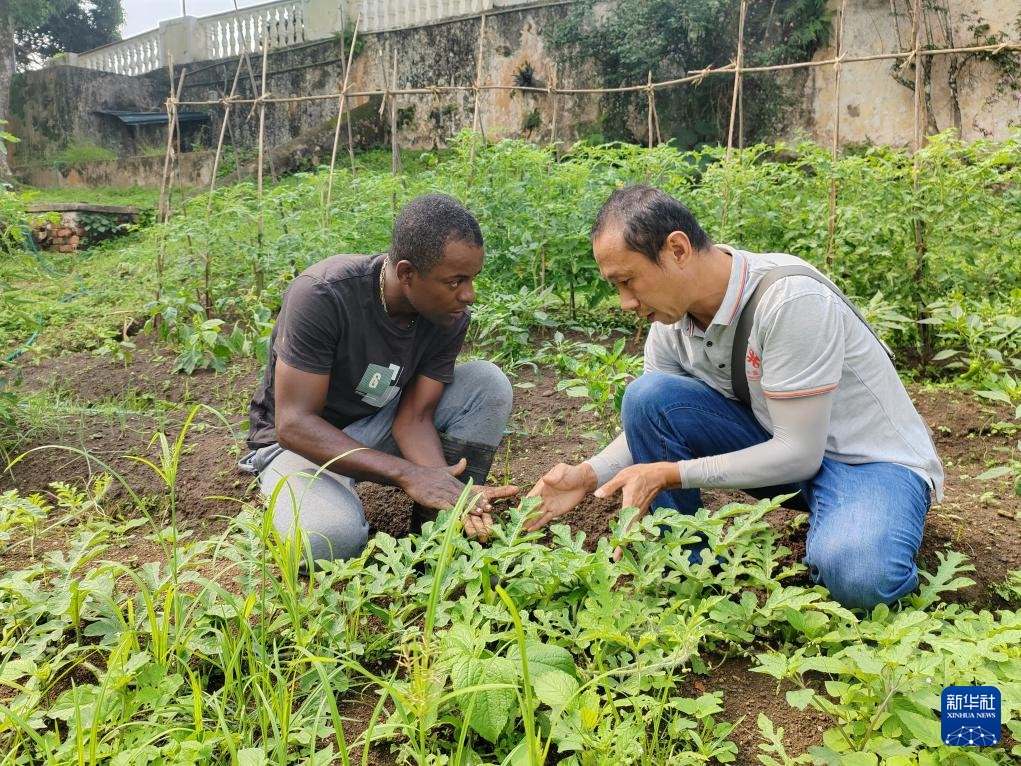 中國援圣普農(nóng)牧業(yè)技術(shù)項(xiàng)目組專家彭杰（右）在圣多美和普林西比的梅佐希大區(qū)指導(dǎo)蔬菜種植戶改善田間管理技術(shù)（2024年1月25日攝）。新華社發(fā)（中國援圣普農(nóng)技組供圖）