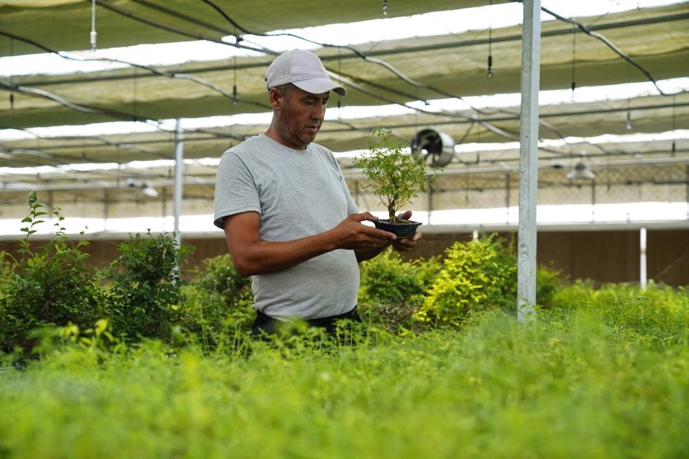 7月28日，在烏茲別克斯坦錫爾河州的上合組織農(nóng)業(yè)基地中烏現(xiàn)代農(nóng)業(yè)科技示范園，工作人員檢查盆栽植物。新華社發(fā)（扎法爾攝）