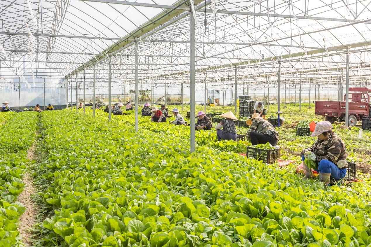 2024年10月8日，在廣西梧州市蒙山縣文圩鎮(zhèn)大明村一個大棚蔬菜基地內(nèi)，民工在采摘、包裝包心菜，準備運銷外地。來源：人民圖片