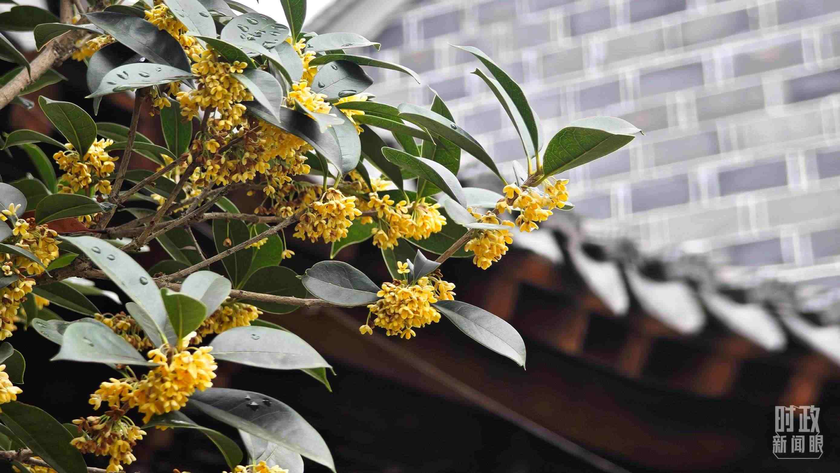 △六尺巷。（總臺(tái)央視記者趙化、彭漢明拍攝）