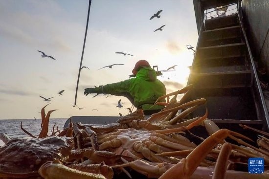 這是俄羅斯蟹業(yè)集團工作人員進行遠洋捕撈的資料照片。新華社發(fā)（俄羅斯蟹業(yè)集團供圖）