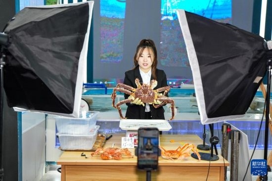 9月20日，在吉林省琿春市的帝王蟹保稅店內，工作人員進行網絡直播售賣帝王蟹。新華社記者 許暢 攝