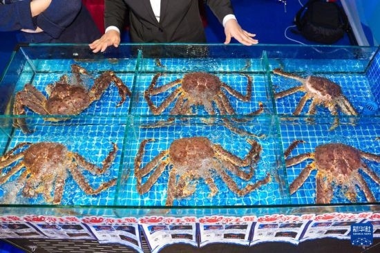 這是9月19日拍攝的吉林省琿春市一商家所售賣的帝王蟹。新華社記者 許暢 攝