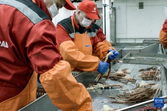 俄羅斯蟹業(yè)集團的工作人員在生產線上加工產品（資料照片）。新華社發(fā)（俄羅斯蟹業(yè)集團供圖）