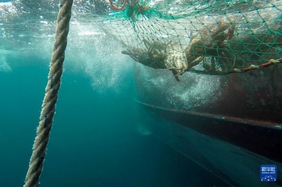 這是俄羅斯蟹業(yè)集團的捕撈船進行遠洋捕撈的資料照片。新華社發(fā)（俄羅斯蟹業(yè)集團供圖）