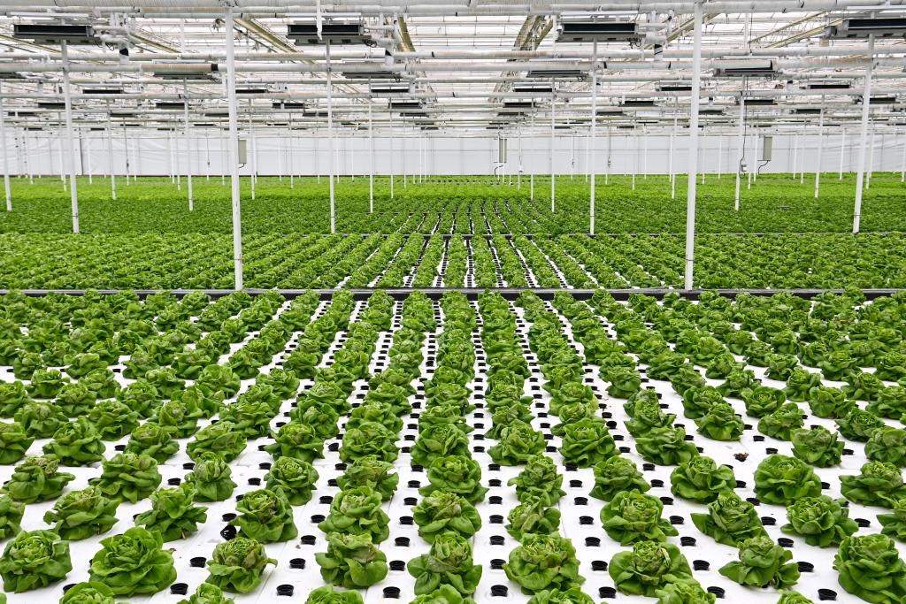10月26日，楊凌智慧農(nóng)業(yè)示范園智慧溫室內(nèi)通過無土栽培技術(shù)種植的蔬菜。新華社記者 鄒競一 攝