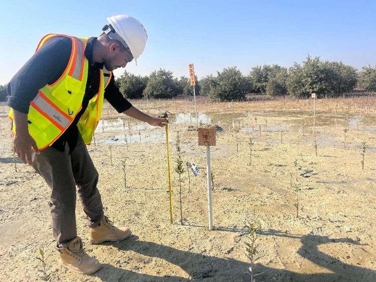 工作人員在監(jiān)測(cè)紅樹(shù)苗生長(zhǎng)情況。中國(guó)土木供圖