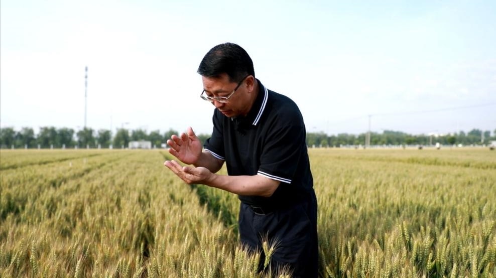 張福鎖在曲周查看小麥長勢。受訪者供圖