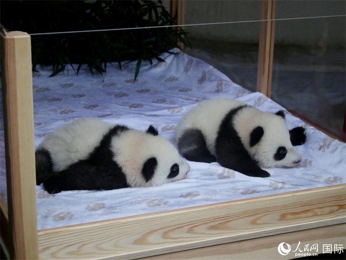 柏林動(dòng)物園的明星“夢(mèng)好”與“夢(mèng)甜”。人民網(wǎng) 肖晶攝