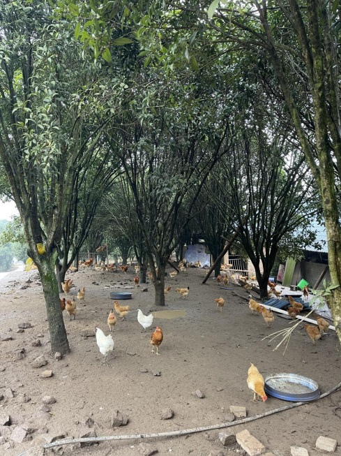 桂花林里的桂飛雞。劉軍國攝