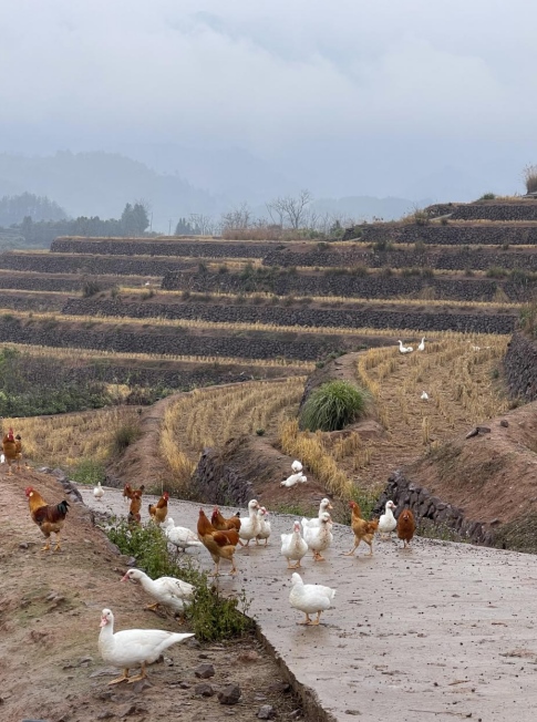 樨鄉(xiāng)記生態(tài)農(nóng)莊一隅。劉軍國攝