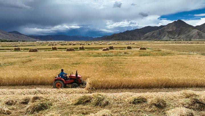 2024年9月10日在西藏日喀則市白朗縣巴扎鄉(xiāng)拍攝的秋收?qǐng)鼍埃o人機(jī)照片）。新華社記者 晉美多吉 攝