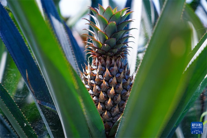這是12月23日在斯里蘭卡馬坎杜拉拍攝的中國技術(shù)試驗田里的菠蘿。新華社記者 陳冬書 攝