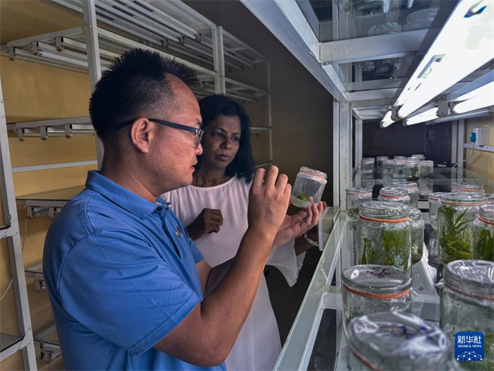 12月23日，在斯里蘭卡馬坎杜拉，中國專家與斯里蘭卡馬坎杜拉可持續(xù)農(nóng)業(yè)與發(fā)展研究中心主任達莎妮·賈亞曼納交流。新華社發(fā)（中國、聯(lián)合國糧農(nóng)組織與斯里蘭卡南南合作項目專家組供圖）