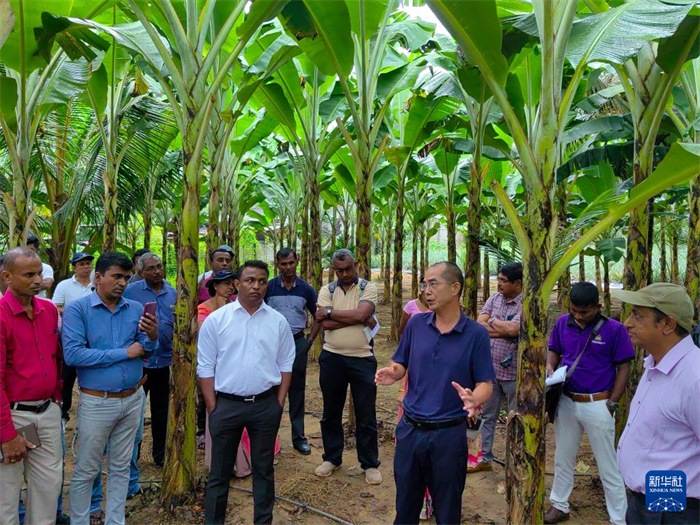 10月10日，在斯里蘭卡霍勒訥的一處香蕉示范基地，中國、聯(lián)合國糧農(nóng)組織與斯里蘭卡南南合作項目中國專家組組長孫德權(quán)為當(dāng)?shù)剞r(nóng)民進行技術(shù)培訓(xùn)。新華社發(fā)（中國、聯(lián)合國糧農(nóng)組織與斯里蘭卡南南合作項目專家組供圖）