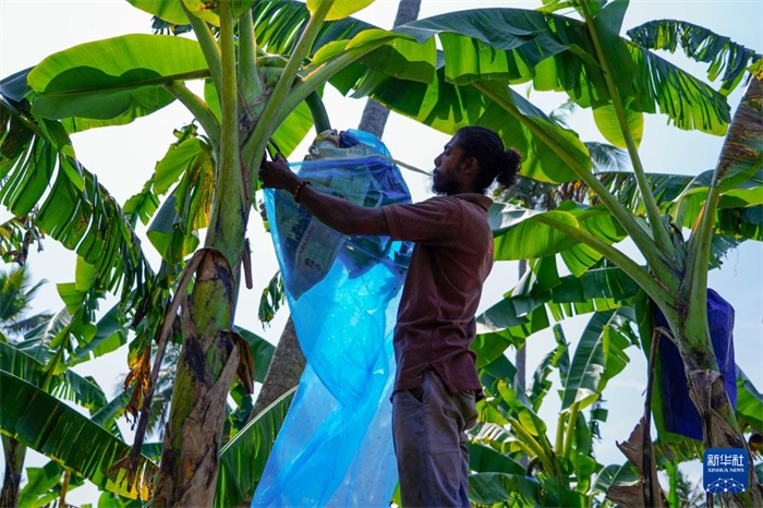 12月23日，在斯里蘭卡馬坎杜拉，農(nóng)民在香蕉試驗田里學(xué)習(xí)套袋技術(shù)。新華社記者 陳冬書 攝