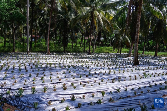 這是12月23日在斯里蘭卡馬坎杜拉拍攝的農(nóng)民里尚·普爾納的菠蘿田。新華社記者 陳冬書 攝