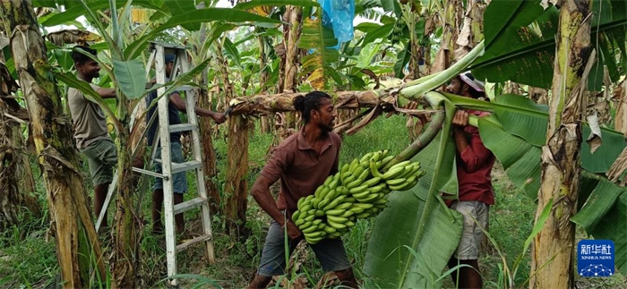 12月28日，在斯里蘭卡馬坎杜拉，當(dāng)?shù)剞r(nóng)民收獲香蕉。新華社發(fā)（中國、聯(lián)合國糧農(nóng)組織與斯里蘭卡南南合作項目專家組供圖）