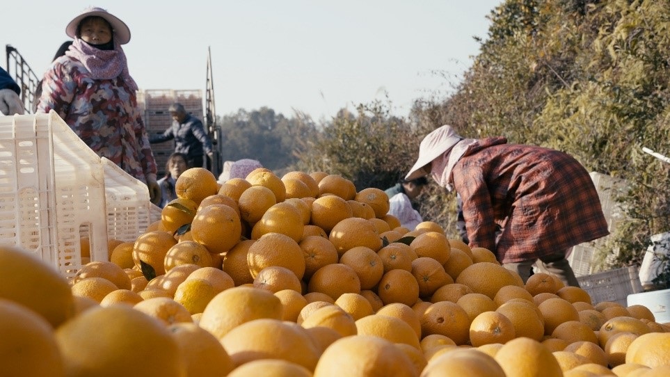 贛南臍橙喜獲豐收。人民網(wǎng)記者 張力洋攝