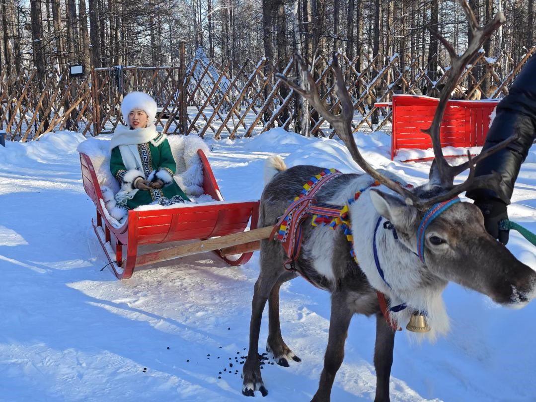 游客體驗(yàn)馴鹿拉雪橇。人民網(wǎng)記者 苗陽(yáng)攝