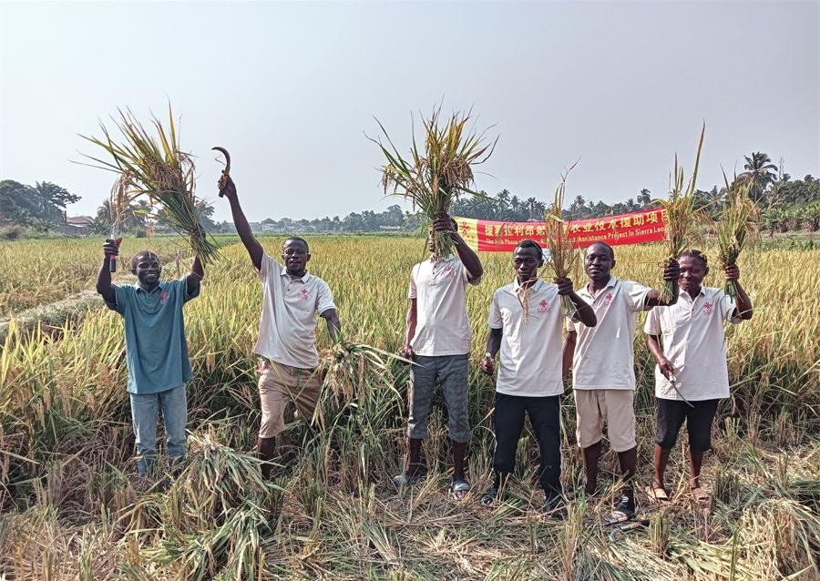 當(dāng)?shù)卮迕裾故窘衲甑乃痉N植成果。中國援塞農(nóng)業(yè)專家組供圖