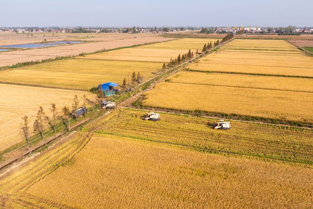 2024年11月1日，在湖南華容縣團(tuán)洲垸，村民駕駛收割機(jī)收獲水稻（無人機(jī)照片）。新華社記者陳思汗 攝