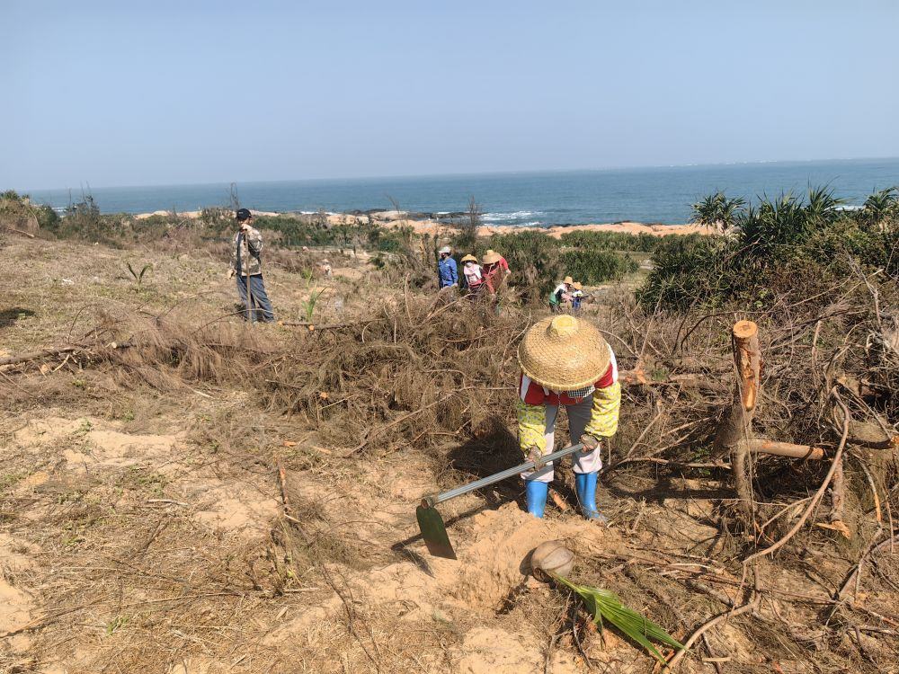 2025年1月19日，在海南文昌市，工人正在修復(fù)海岸防風(fēng)林。新華社記者吳茂輝 攝
