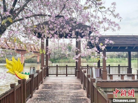 3月7日，廣州海珠國家濕地公園宮粉紫荊花海吸引游人。中新社記者 許青青 攝