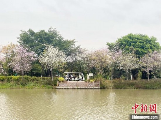 3月7日，廣州海珠國家濕地公園宮粉紫荊花海吸引游人。中新社記者 許青青 攝