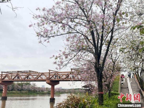 3月7日，廣州海珠國家濕地公園宮粉紫荊花海吸引游人。中新社記者 許青青 攝