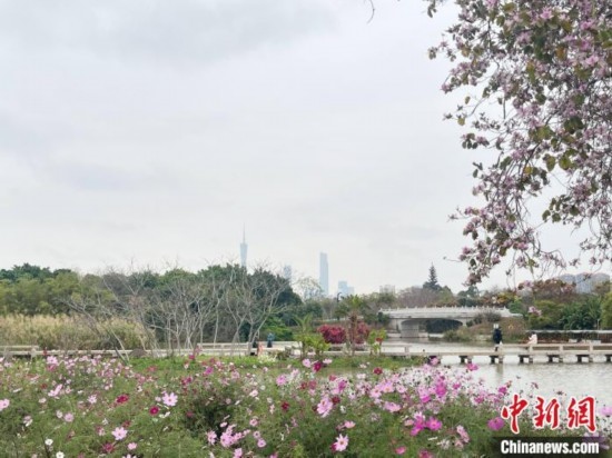 每年三月，廣州海珠國家濕地公園迎來最具標(biāo)志性的景觀之一——宮粉紫荊花海，公園內(nèi)的石榴崗河沿岸兩側(cè)，數(shù)千株宮粉紫荊綿延3.2公里，粉紅與粉白的花朵交織如云，頗為浪漫。據(jù)悉，宮粉紫荊因其耐濕性強(qiáng)、花期長的特性，是廣州海珠國家濕地公園生態(tài)修復(fù)的優(yōu)選樹種。近年來通過科學(xué)管養(yǎng)，花量相較往年明顯增加，盛花期持續(xù)近一個月時間，預(yù)計浪漫景致將延續(xù)至清明前。圖為3月7日，廣州海珠國家濕地公園宮粉紫荊花海吸引游人。中新社記者 許青青 攝