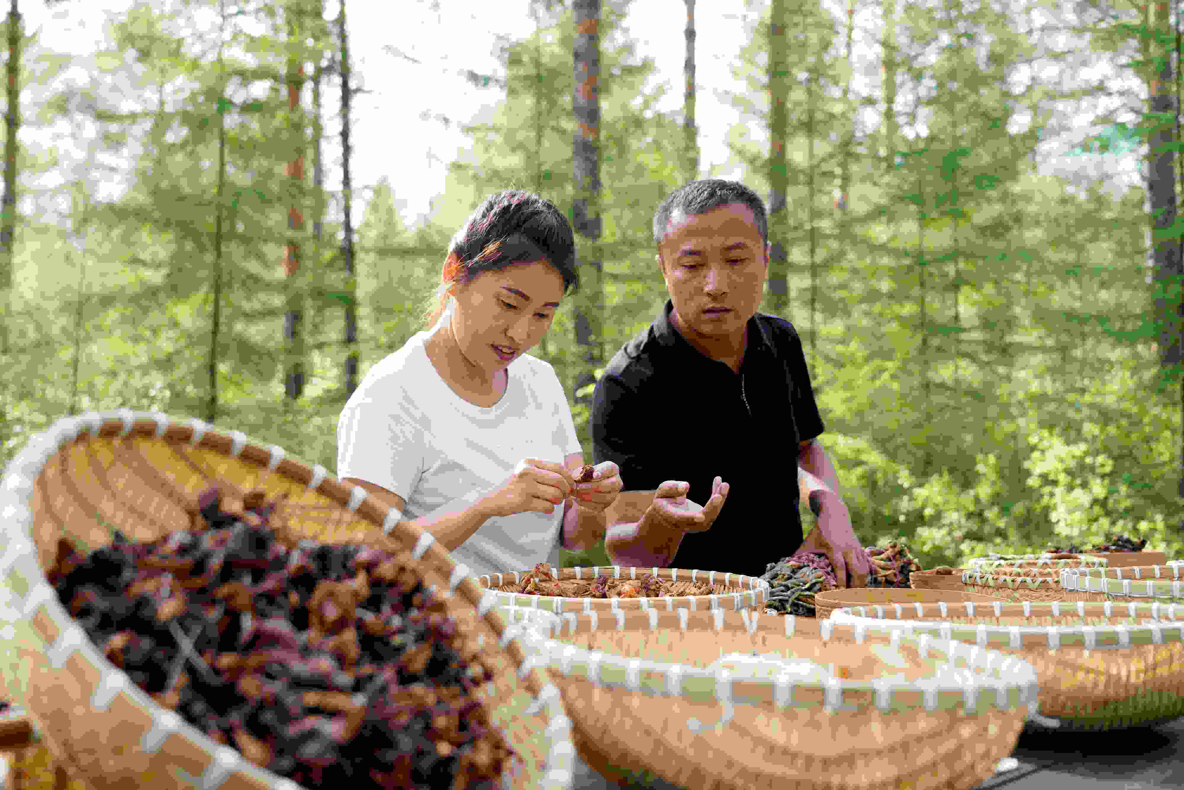 2024年8月6日，黑龍江漠河林場員工正在分揀采集來的林下產(chǎn)品。