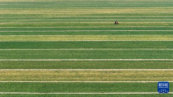 3月14日，在菏澤市鄆城縣潘渡鎮(zhèn)，農(nóng)民在麥田里施肥（無人機(jī)照片）。