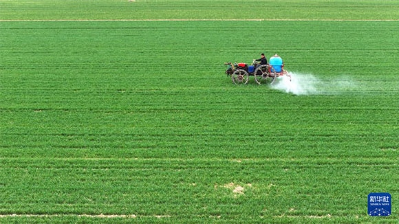 3月14日，在菏澤市鄆城縣郭屯鎮(zhèn)，農(nóng)民在麥田里噴灑除草劑（無人機(jī)照片）。