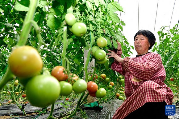 3月13日，在菏澤市鄆城縣張營街道，農(nóng)民在設(shè)施大棚里打理西紅柿。