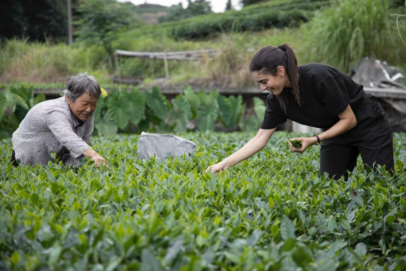 卡友琪在福建采茶。受訪者供圖
